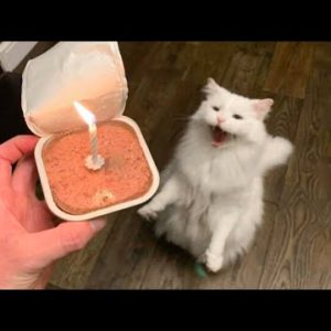 😹 You Definitely Laugh, I Believe In It 😇 - Funniest Cats Expression Video 😇 - Funny Cats Life