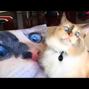I Tried NOT To Laugh At These Funny Cat Videos... But I Failed Miserably - Funny Pet Videos