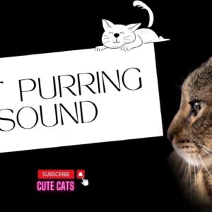 CAT PURRING SOUND