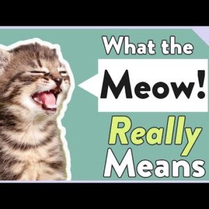Cats' Meowing: Why They Meow & What it REALLY Means!