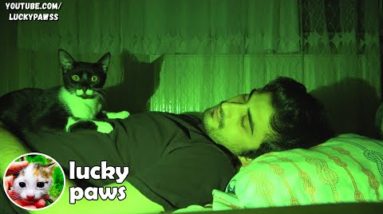 CATS NEVER SLEEP AT NIGHT ( cat sleeping - cat sleep music ) Lucky Paws
