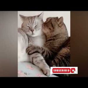 Cute and Funny Cat Videos | Best Funny Cats Videos 2022 | Funny Cats Life