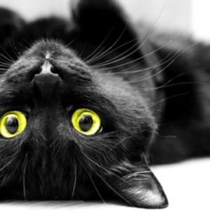 Cute Black Cat Meow