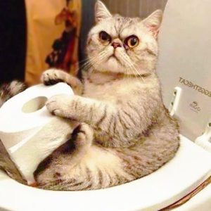 BEST FUNNY CAT VIDEOS 2022ðŸ˜‚| OMGâ�¤ï¸�So Cute and Funny Cat Videos!