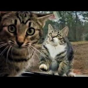 Funny animals - Funny cats / dogs - Funny animal videos 210