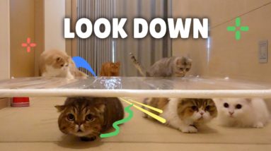 Funny Cat Crawl Challenge!