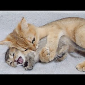 I'm worried that mother cat's hug is too intense...