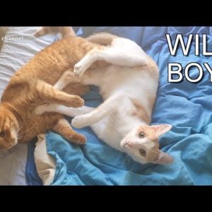 Introducing cats to each other - why they are still separated