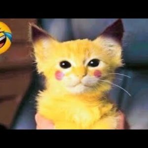 1 HOUR FUNNY CATS COMPILATION 2022 馃槀| The Best Funny Cat Videos!馃樃 馃樃