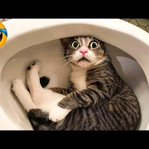 1 HOUR FUNNY CATS COMPILATION 2022 😂| The Best Funny Cat Videos!😸 😸