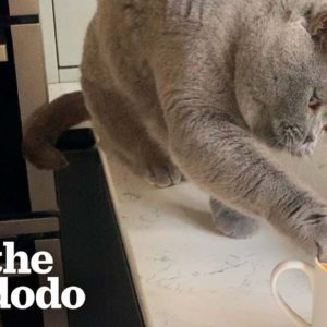 Cat Will Not Begin His Day If His Mom Doesn't Make Him His Own Cat-uccino First | The Dodo