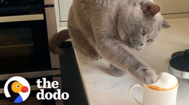 Cat Will Not Begin His Day If His Mom Doesn't Make Him His Own Cat-uccino First | The Dodo