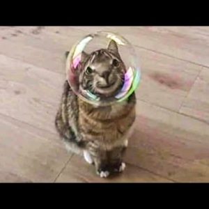 ðŸ¤£Funniest Cats Ever - I CHALLENGE You to watch this video without LAUGHINGðŸ˜‚ - 99% Impossible