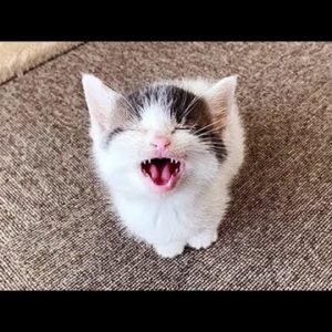 OMG So Cute �� Funny Cats and Dogs Part 93