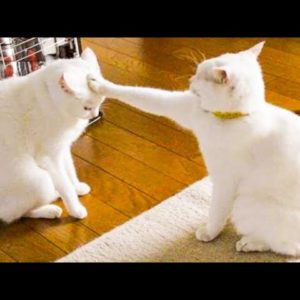 ðŸ˜‚YOU LAUGH YOU LOSE! ðŸ˜¹Funny Moments Of Cats Videos Compilation - Funny Cat Life