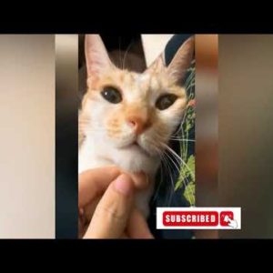 Funniest Cats | Cute and Funny Cat Videos Compilation | Best of Funny Pets Cat Videos 2022