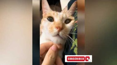 Funniest Cats | Cute and Funny Cat Videos Compilation | Best of Funny Pets Cat Videos 2022
