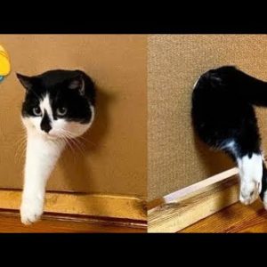 Cute and Funny Cat Videos to Keep You Smiling! ðŸ�±- Funny Cats HD