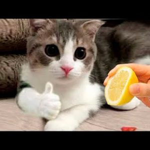 Cute and Funny Cat Videos to Keep You Smiling! 🐱- Funny Cats HD