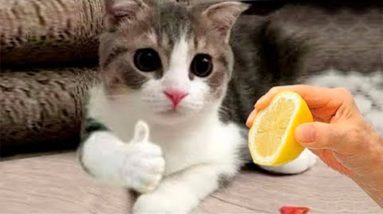 Cute and Funny Cat Videos to Keep You Smiling! 🐱- Funny Cats HD