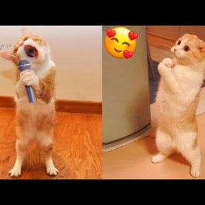Cute and Funny Cat Videos to Keep You Smiling! ðŸ�±- Funny Cats HD