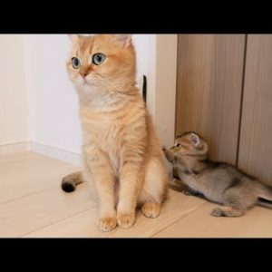 Worrywart mother cat and curious daughter cat