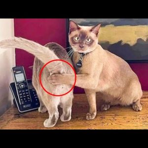 😂 LAUGH Non-Stop With These Funny Cats 😹 - Funniest Cats Expression Video 😇 - Funny Cats Life