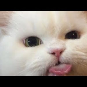 OMG â�¤ï¸� Funny and Cute Cat Videos ðŸ˜¹ - Cat Videos That Will Brighten Up Your Day 2022!ðŸ˜¹