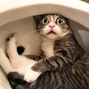 Funny Cat Videos 2022😂 - SO CUTE CATS