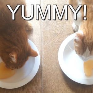 Heatwave? Refreshing treat for your cat, easy to make