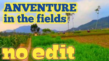 my adventure afternoon walk in the rice fields