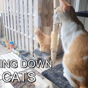 Tricks to make the cats shift focus