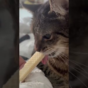ASMR Cat eating #funnycatvideo #cutecat #adorable #shorts