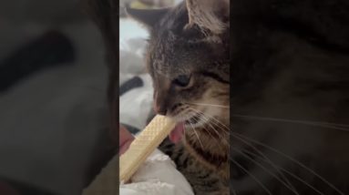 ASMR Cat eating #funnycatvideo #cutecat #adorable #shorts