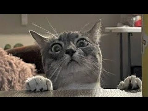 Funniest Cats – Best Funny Cat Videos Of 2022 – Funny Cats HD #49