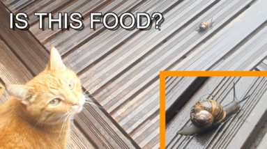 How harmful is it to a cat to eat a snail?