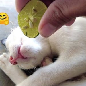 OMG So Cute тЩе Funny Cats and Dogs Part 106