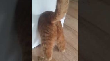 Unbelievable... Ginger cat disappears in Black Hole! #shorts