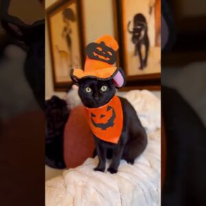 Cute Black Cat Ready to spook ðŸŽƒ #cutecat #blackcat #halloween #funnycatvideo #shorts
