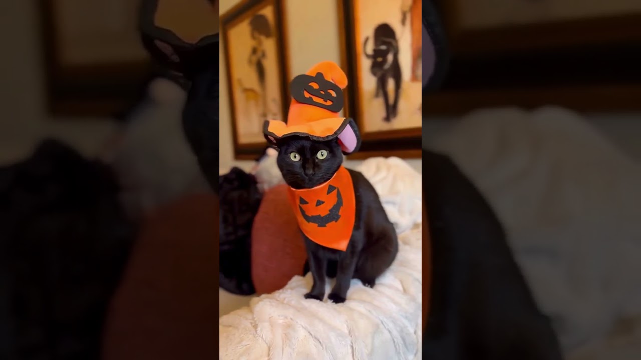 Cute Black Cat Ready to spook 🎃 #cutecat #blackcat #halloween #funnycatvideo #shorts