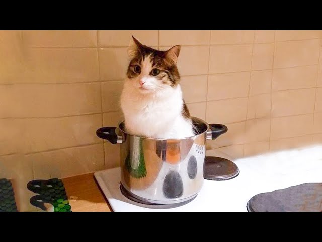 😹 You Definitely Laugh, Trust me 😱 – Funniest Cats Expression Video 😇 – Funny Cats Life