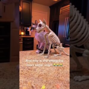 cat loves skeleton cat ЁЯРИ happy Halloween ЁЯОГ ЁЯС╗ #halloween #cats #funnycatvideo #shorts