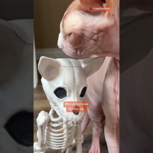 When cat loves skeleton cat 🐈 happy Halloween 🎃 👻 #halloween #cats #funnycatvideo #shorts