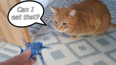 Cat Cody meets Hexbug Scarab