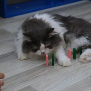 Cute Cats Play With Domino