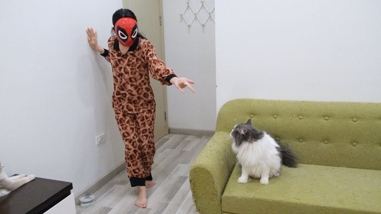 Cute Cats Play With Spiderwoman