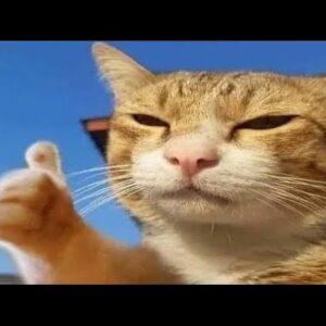 Funniest Cats -😹 Best Funny Cat Videos Of 2022 - Funny Cats Club HD
