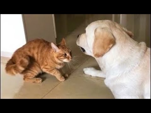 Funniest Cats – Best Funny Cat Videos Of 2022 – Funny Cats HD #57