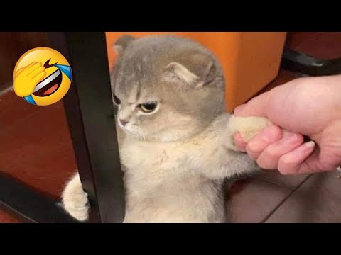 Funniest Cats – Best Funny Cat Videos Of 2022 – Funny Cats HD #60