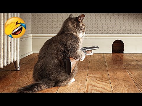 Funniest Cats – Best Funny Cat Videos Of 2022 – Funny Cats HD #62
